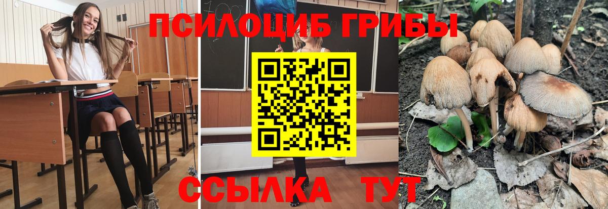 Псилоцибиновые грибы Psilocybe Троицк
